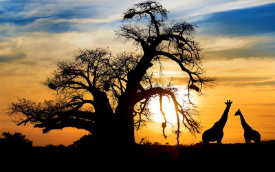 Transnet launches carbon calculator app